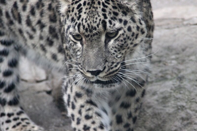 Snow Leopard in Motion — Gray