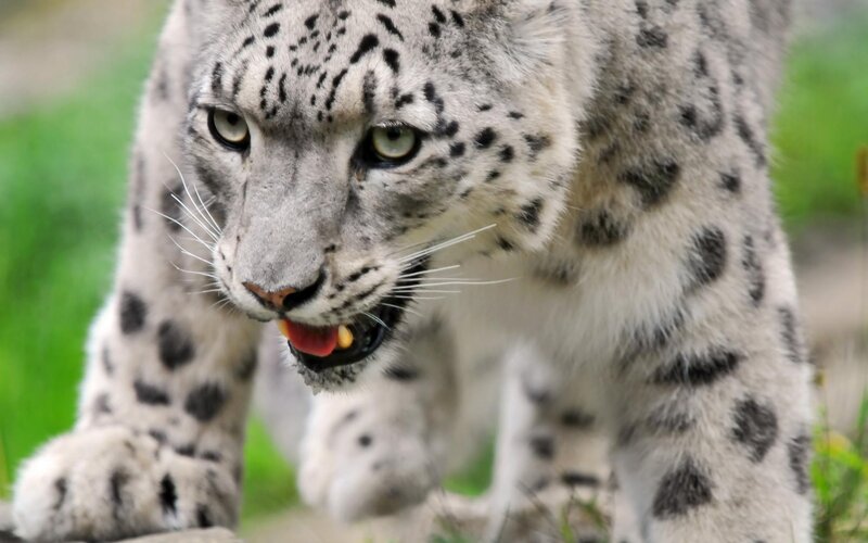 snow leopard in motion
