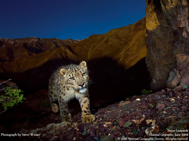 Snow leopard in mountain cave