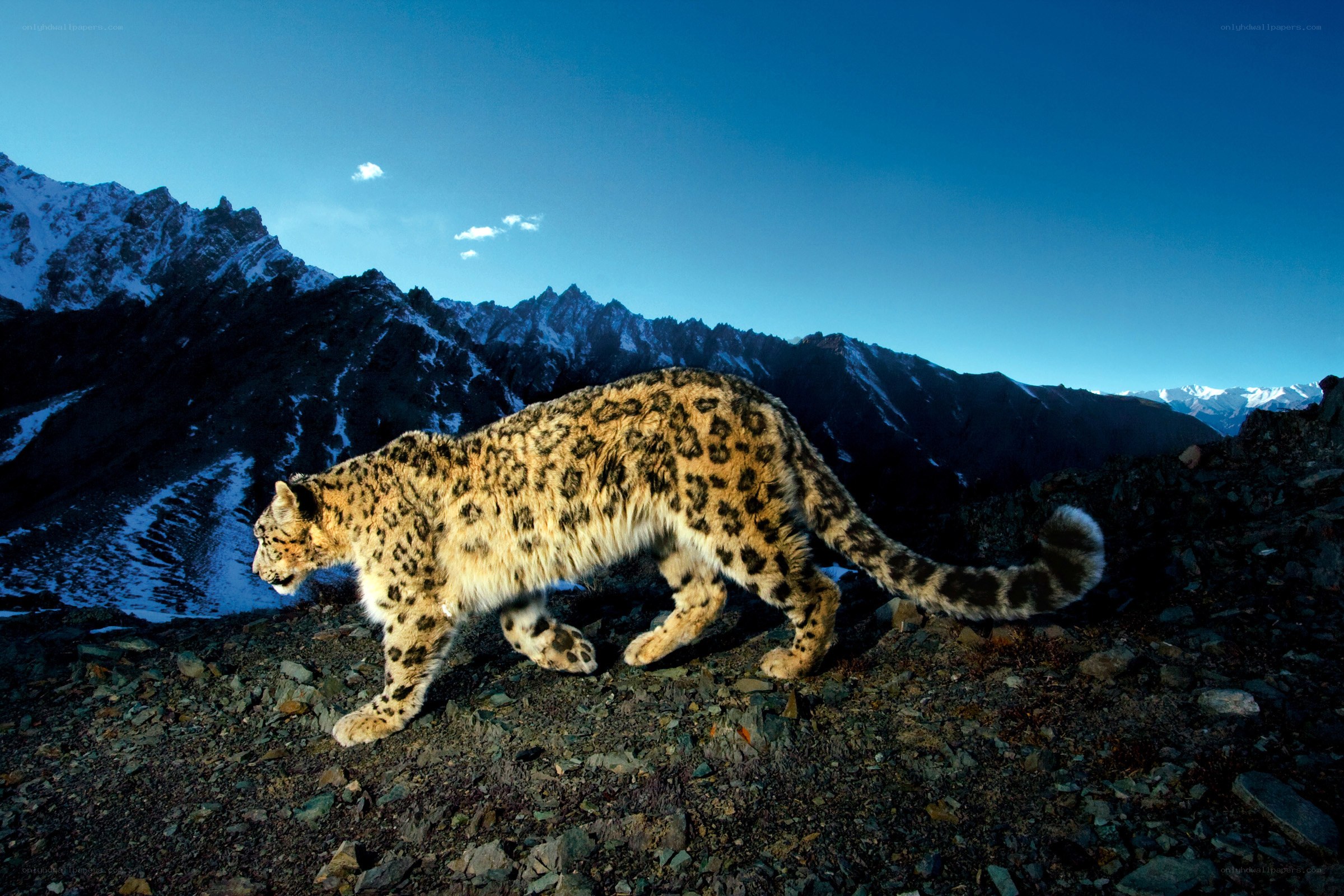 Snow leopard in mountain landscape