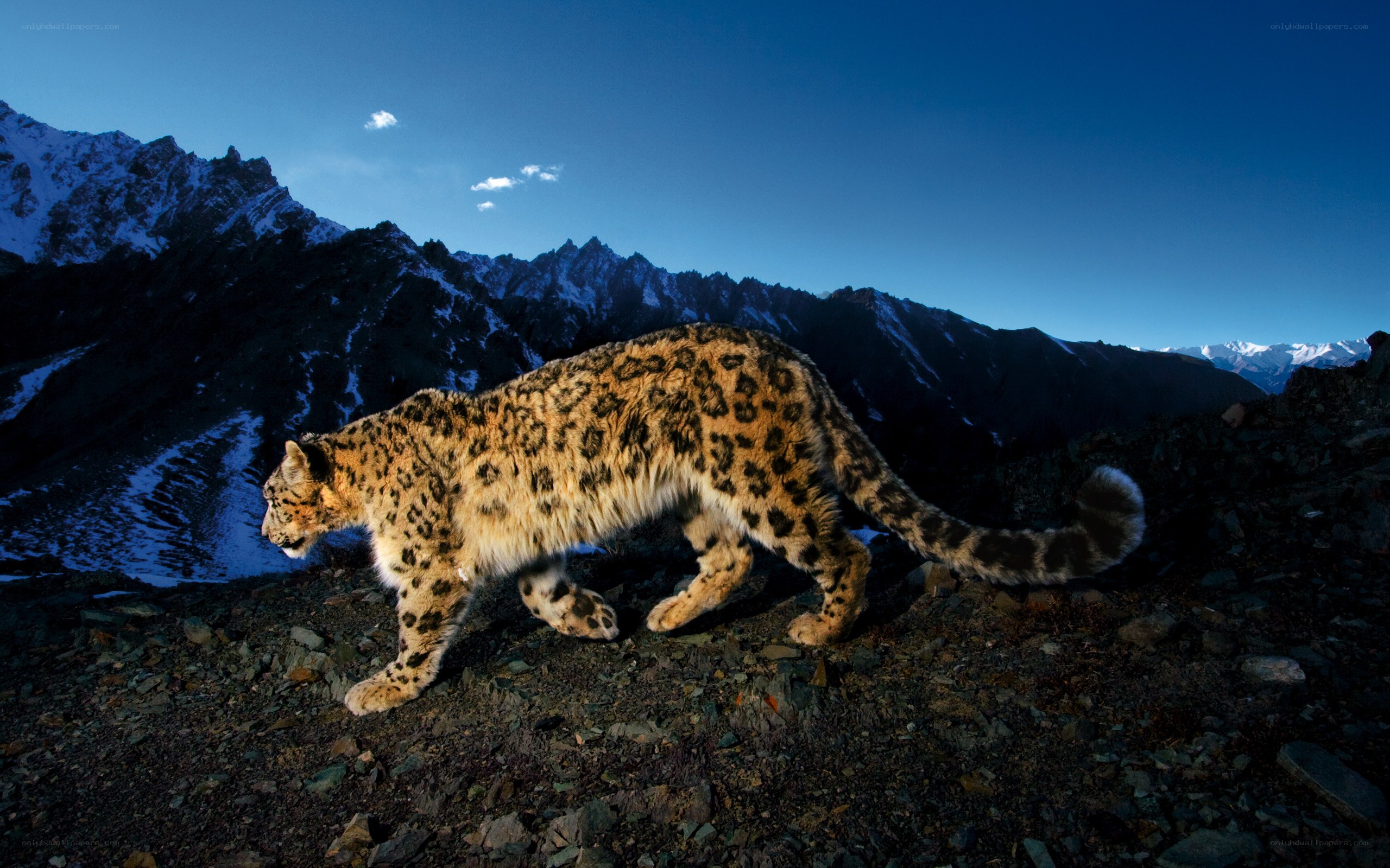 Snow leopard in mountain landscape