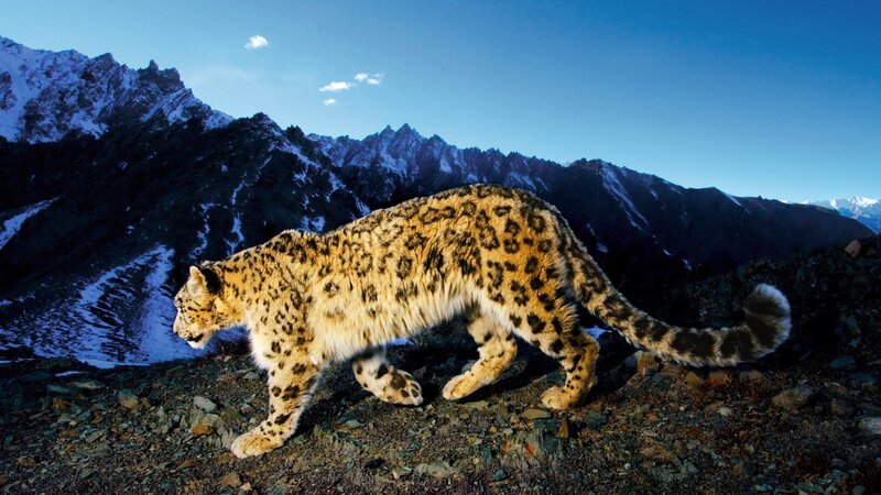 Snow leopard in mountain landscape