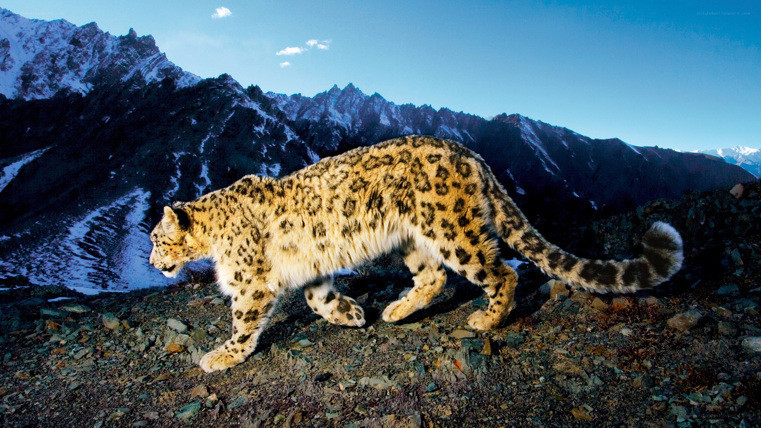 Snow leopard in mountain landscape