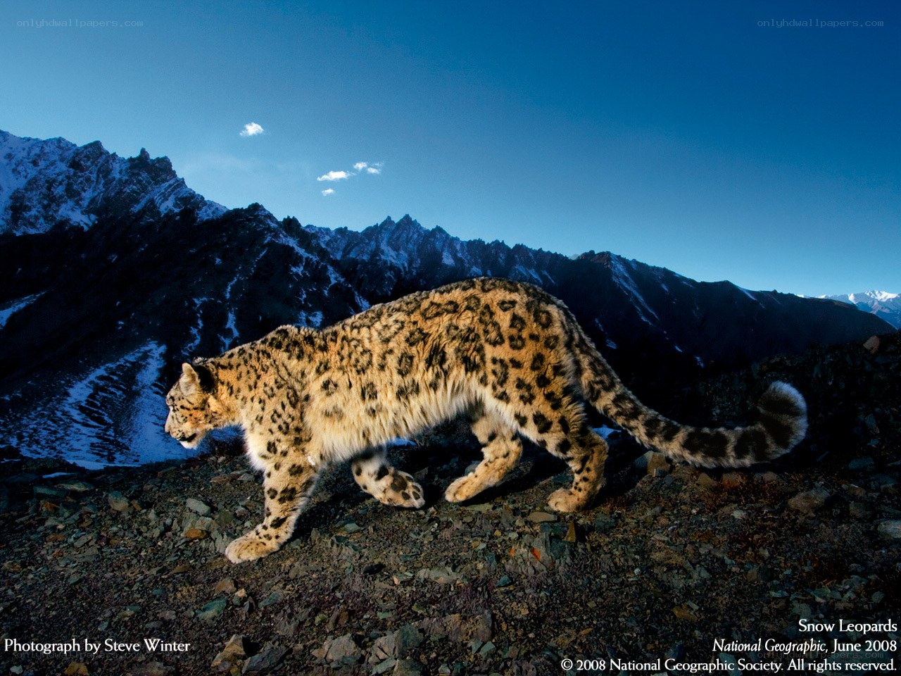 Snow leopard in mountain landscape