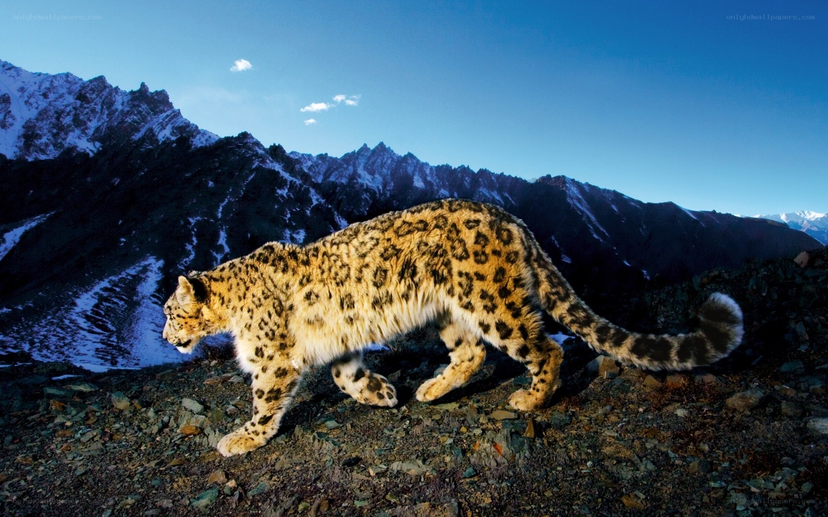 Snow leopard in mountain landscape