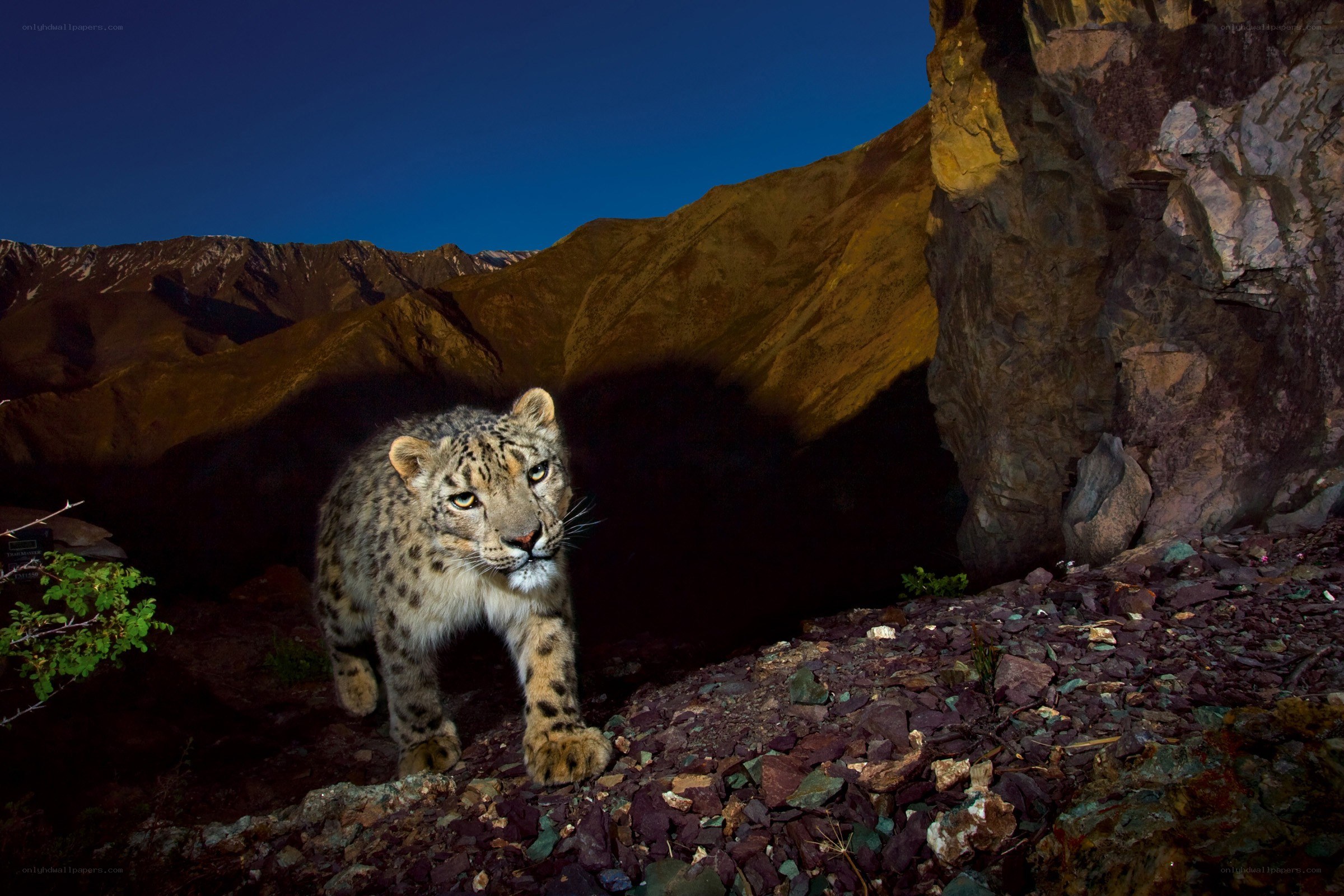 Snow leopard in mountain terrain