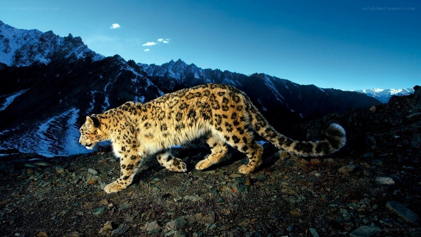 Snow leopard in mountain terrain