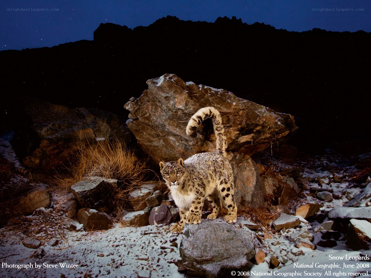 Snow leopard in mountain terrain