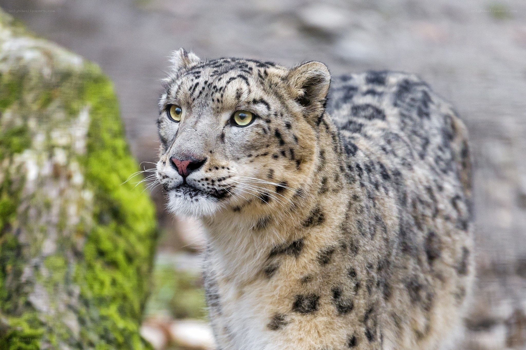 Snow leopard in natural habitat