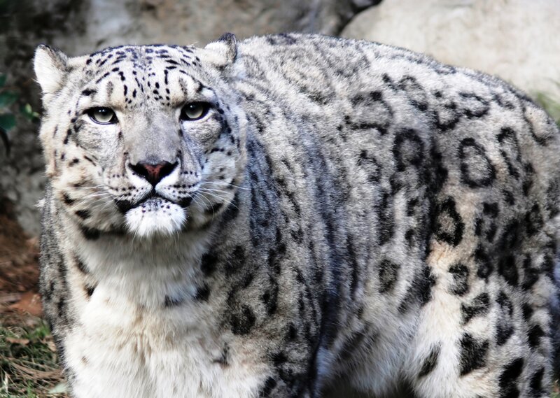 Snow leopard in natural habitat