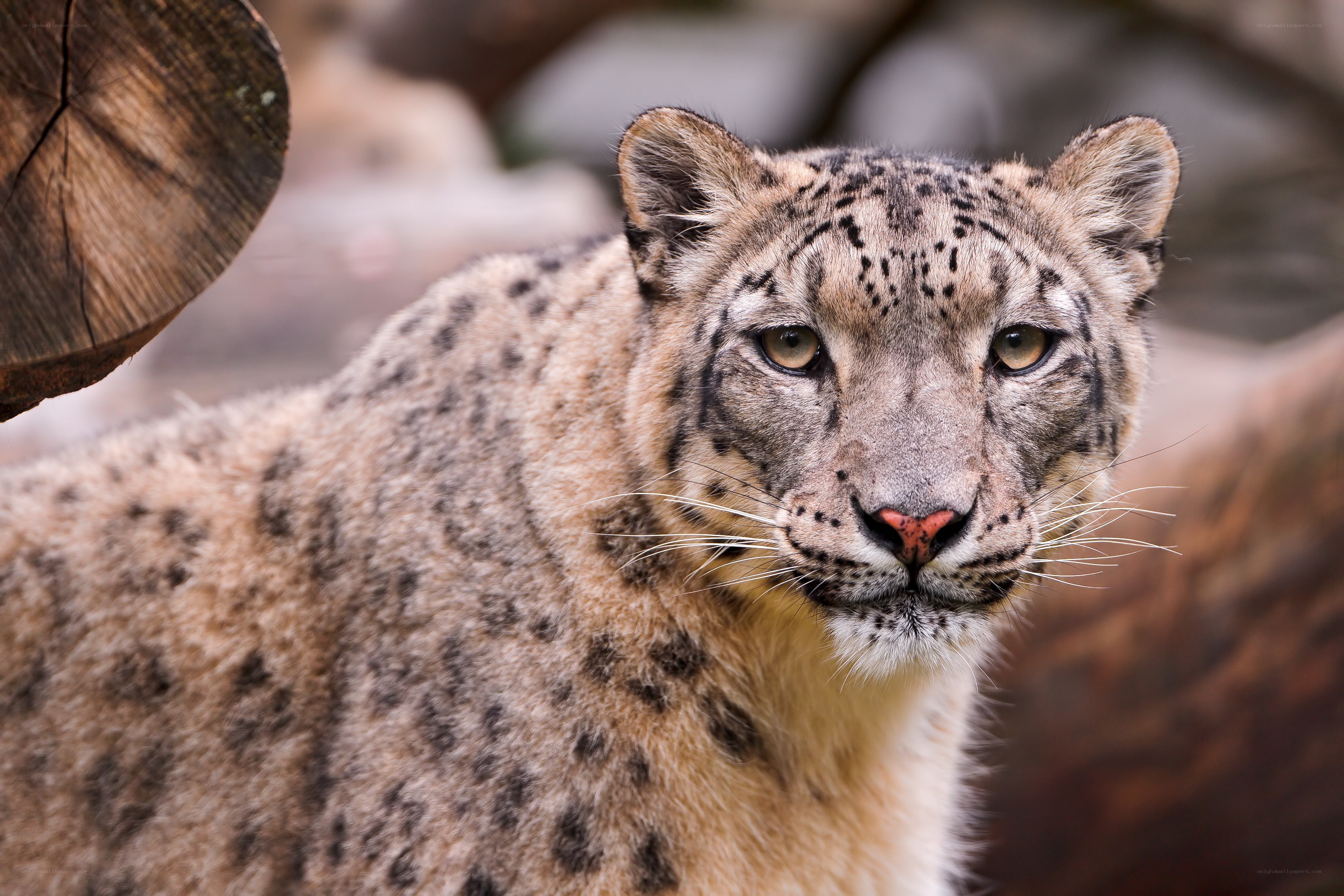 Snow leopard in natural habitat