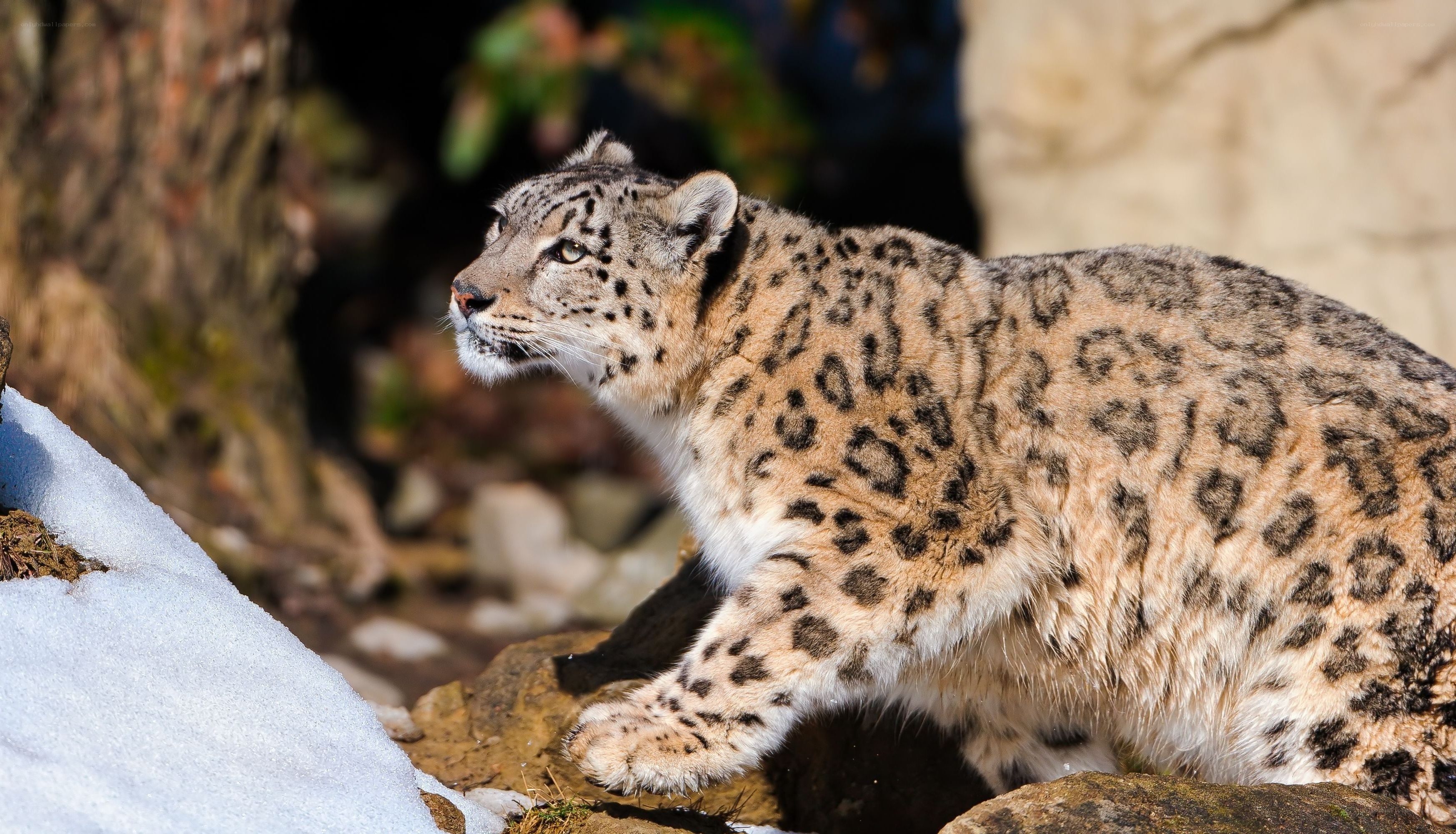 Snow leopard in natural habitat