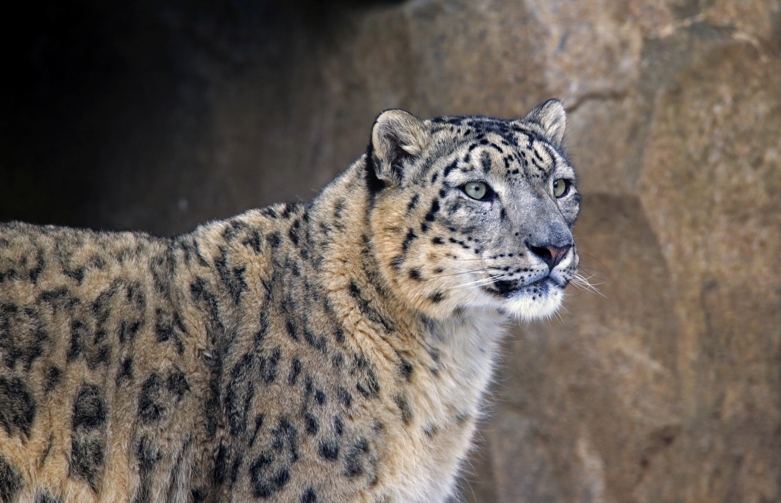 Snow leopard in profile