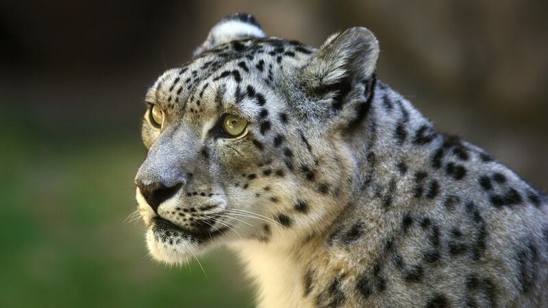 snow leopard in profile