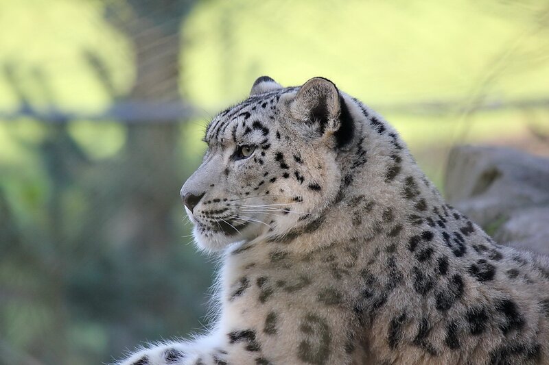 snow leopard in profile