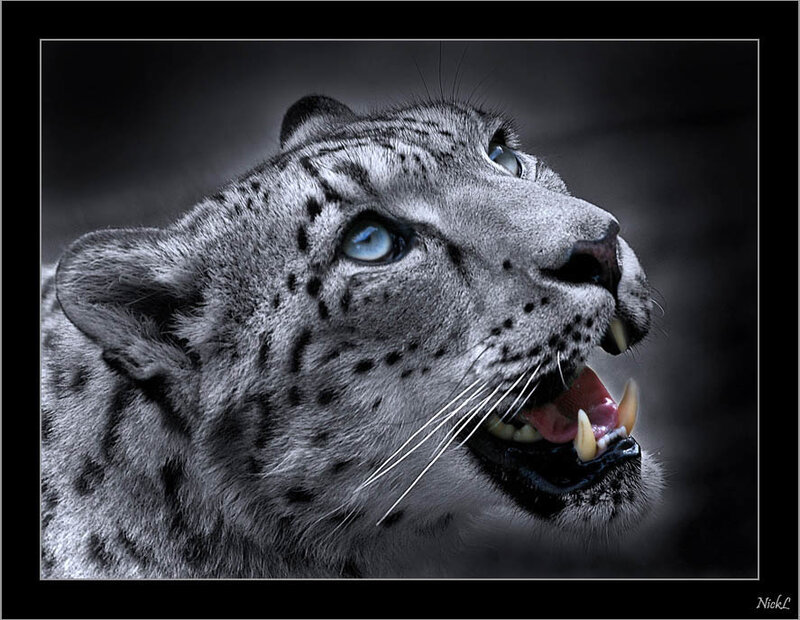 snow leopard in profile