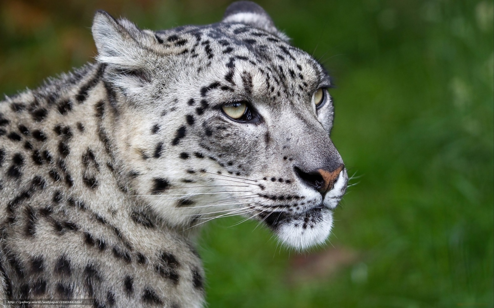 snow leopard in profile