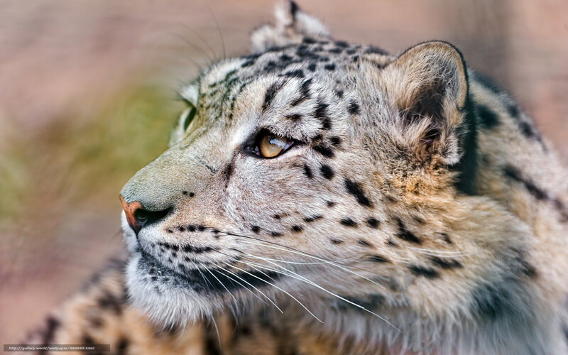 Snow leopard in profile