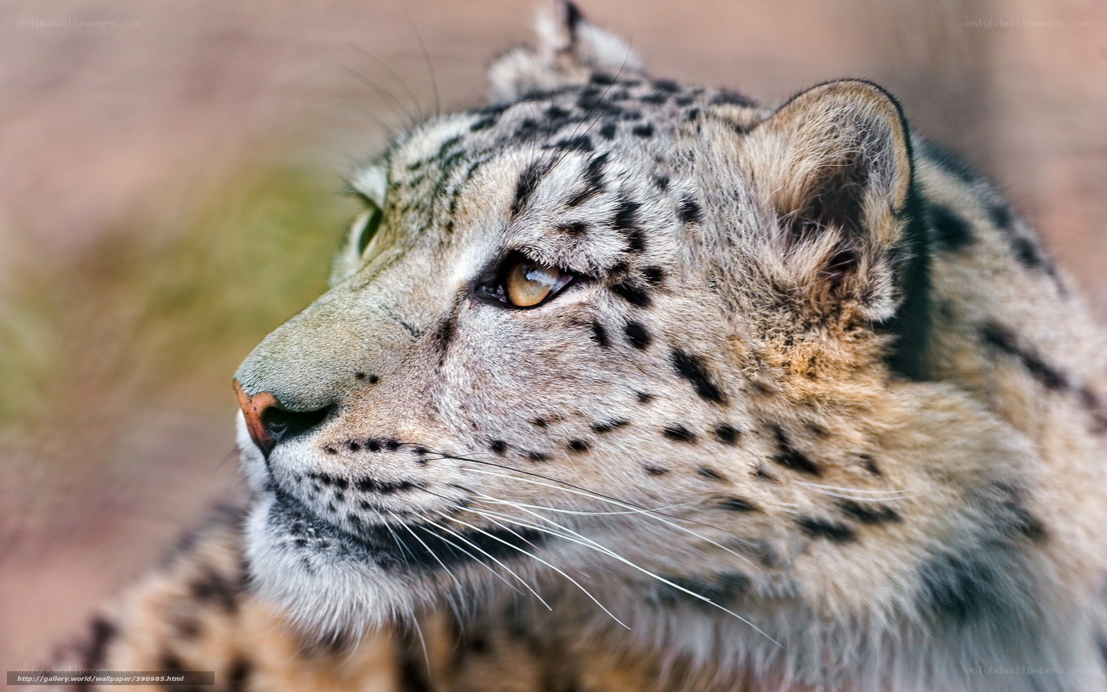 Snow leopard in profile