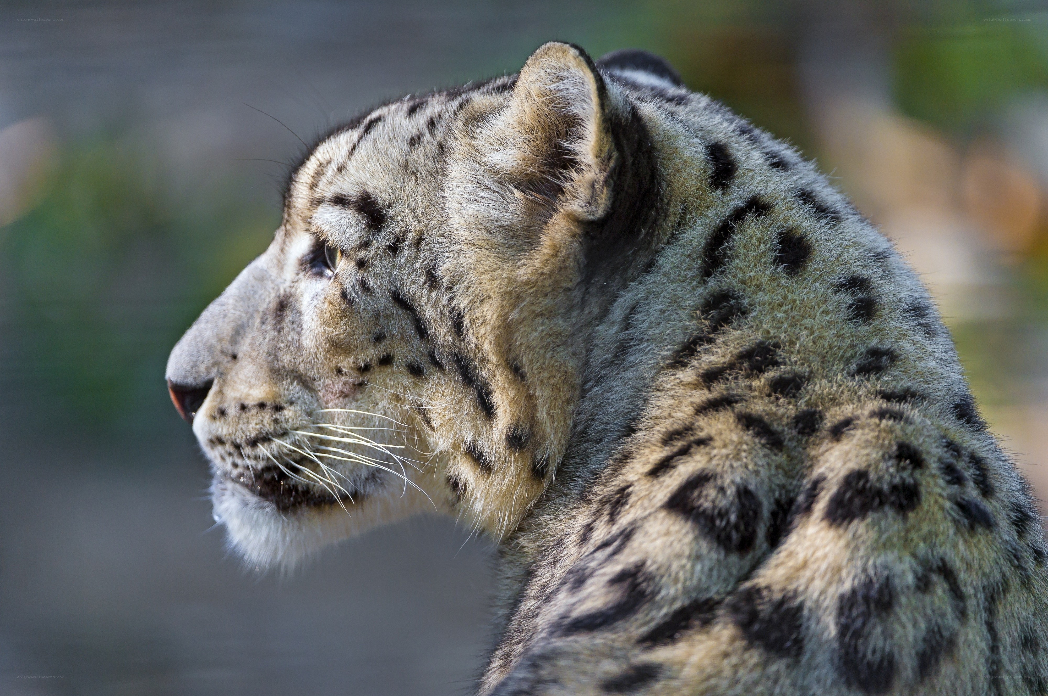 snow leopard in profile