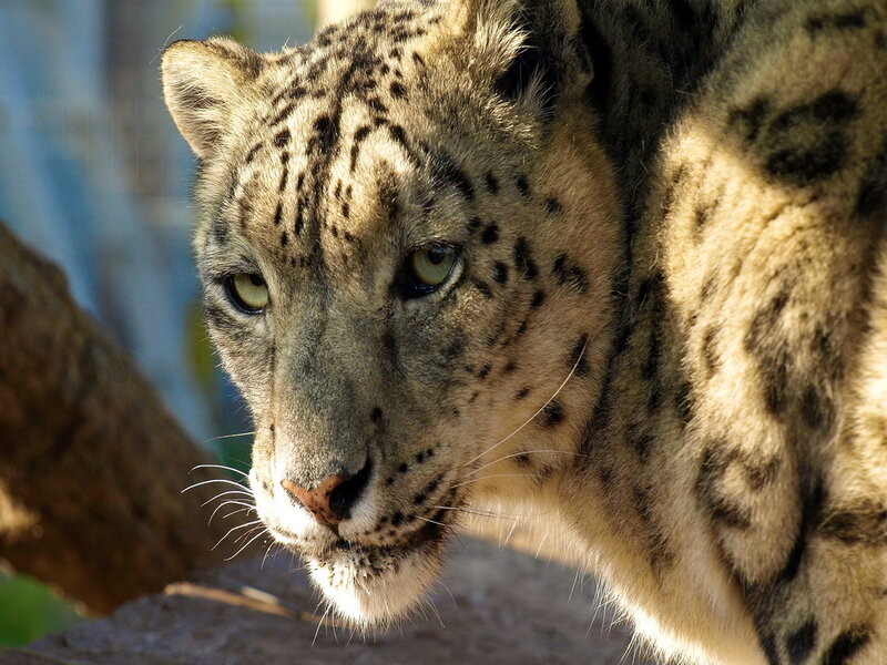 Snow Leopard in Profile — Gray, Alert, Afternoon