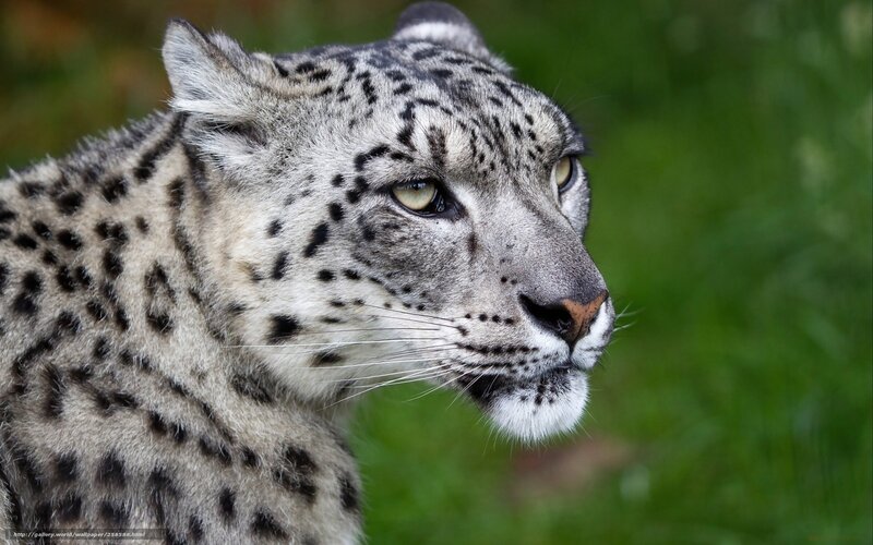 Snow Leopard in Profile — Gray, Alert, Photograph, Green Grass