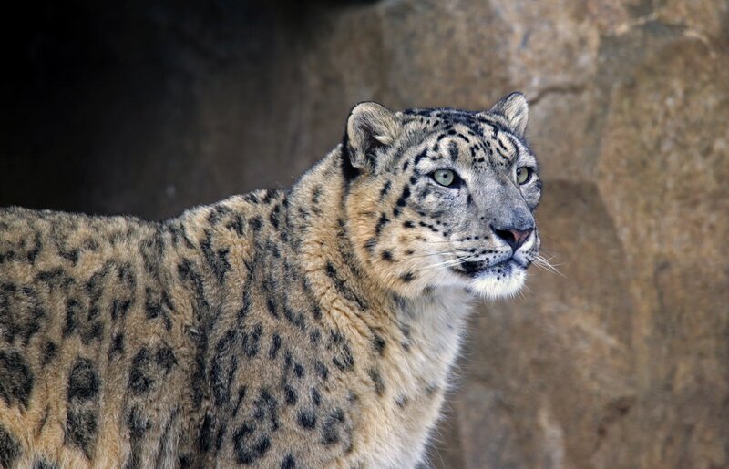 Snow Leopard in Profile — Gray, Alert, Photograph, Rock
