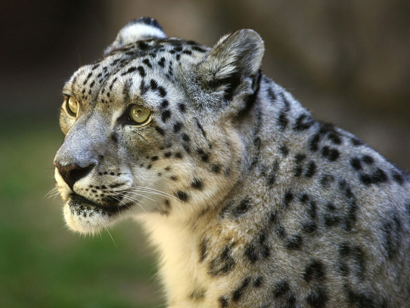Snow Leopard in Profile — Gray, Alert, Photograph
