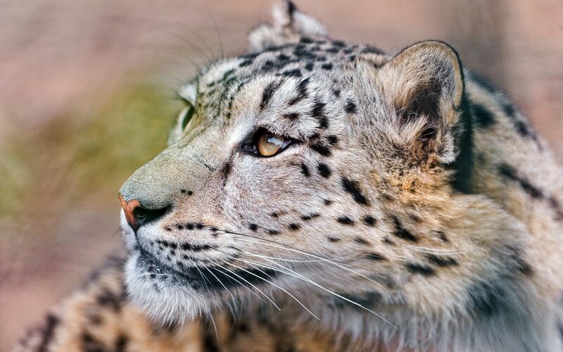 Snow Leopard in Profile — Gray, Alert, Photograph, Whiskers