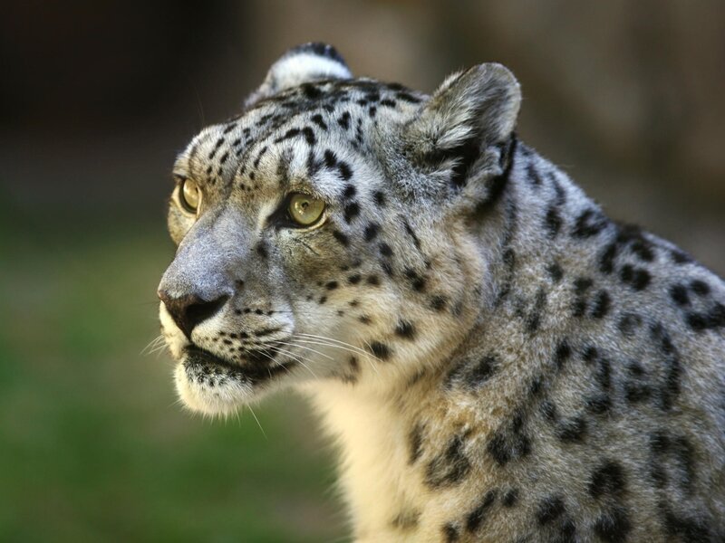 Snow Leopard in Profile — Gray, Alert