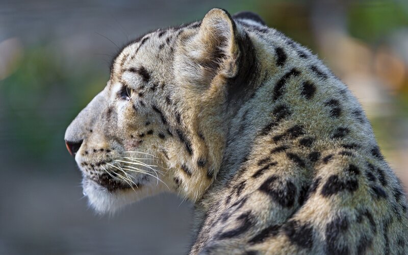Snow Leopard in Profile — Gray, Calm, Photograph, Animal