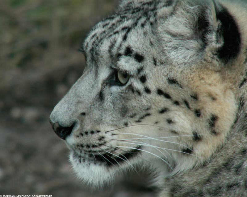 Snow Leopard in Profile — Gray, Calm, Photograph, Whiskers, Spots