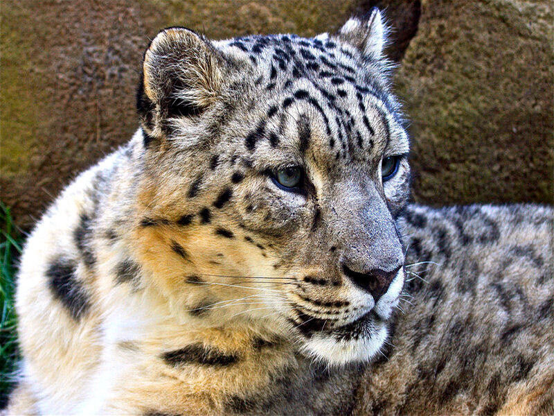 Snow Leopard in Profile — Gray, Calm