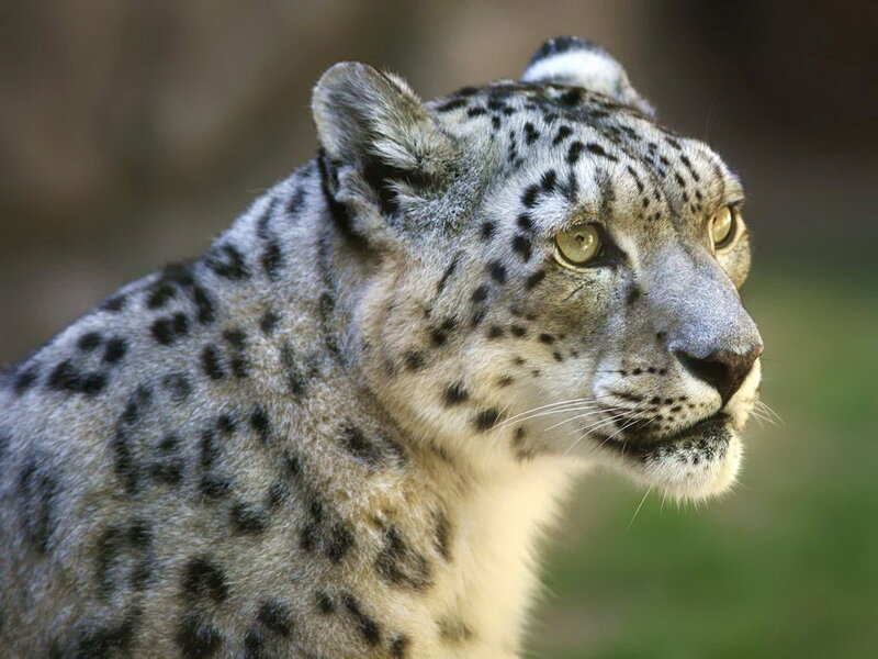 Snow Leopard in Profile — Gray