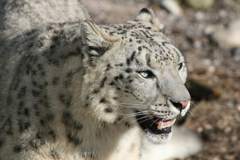 Snow Leopard in Profile — White, Alert, Afternoon, Photograph