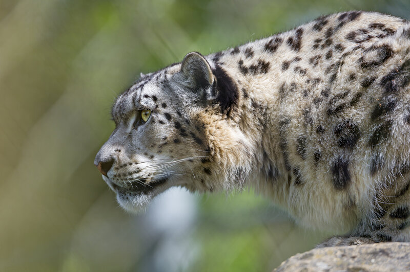 Snow Leopard in Profile — White, Alert, Afternoon