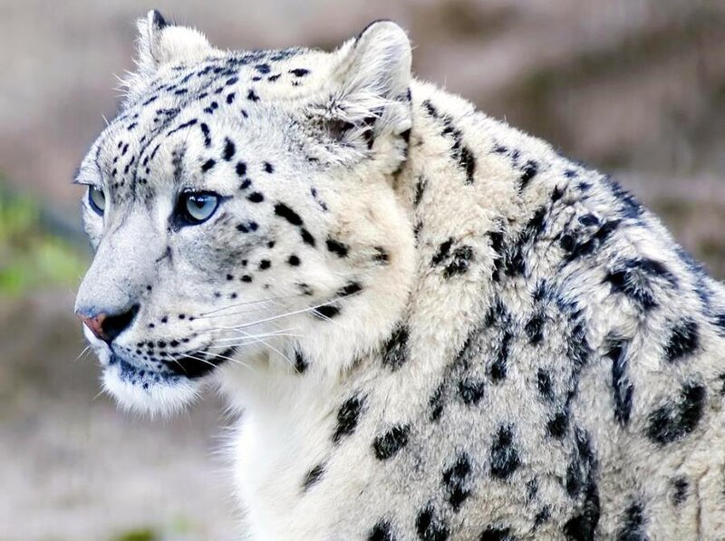 Snow Leopard in Profile — White, Alert, Photograph, Blue Eyes
