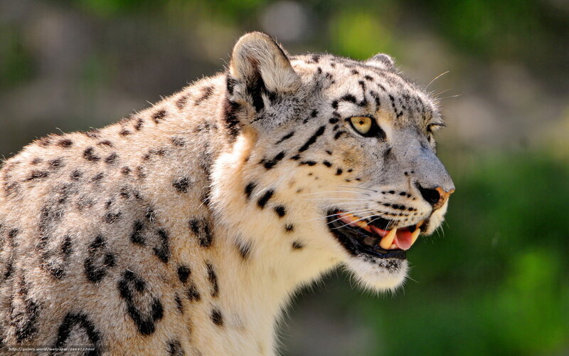 Snow Leopard in Profile — White, Alert, Photograph, Green Foliage