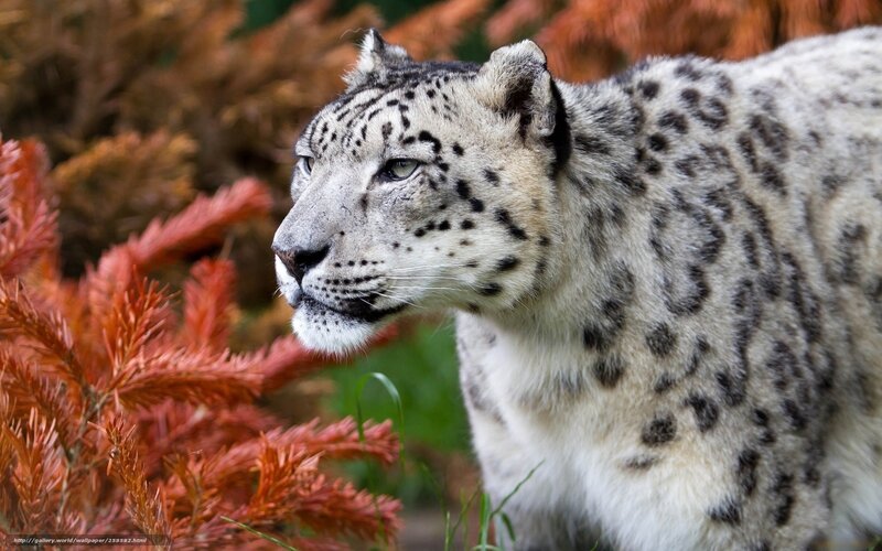 Snow Leopard in Profile — White, Alert, Photograph