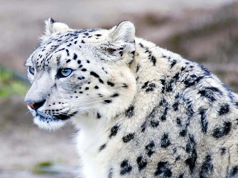 Snow Leopard in Profile — White, Alert