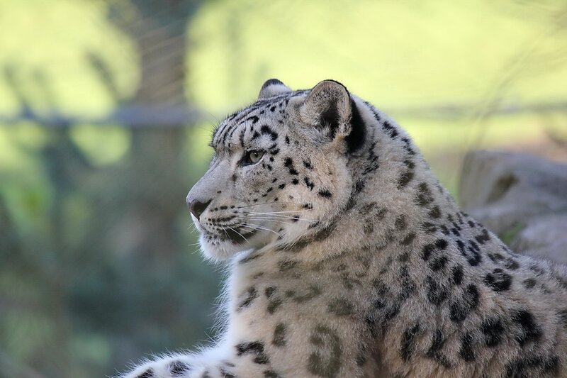 Snow Leopard in Profile — White, Calm, Afternoon