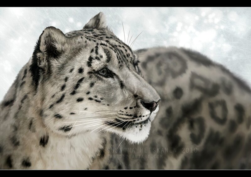 Snow Leopard in Profile — White, Calm