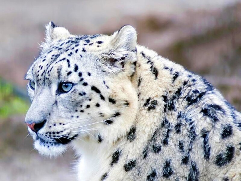 Snow Leopard in Profile — White