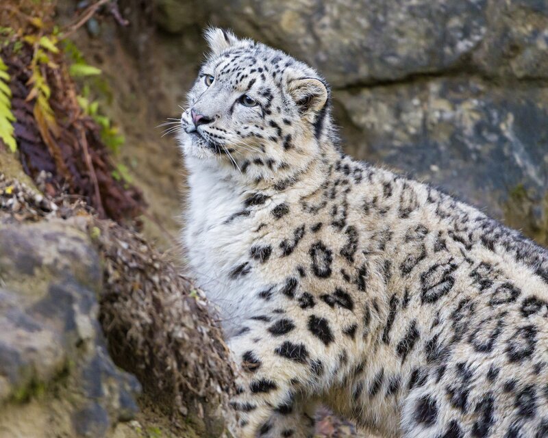 Snow Leopard in Rocky Area