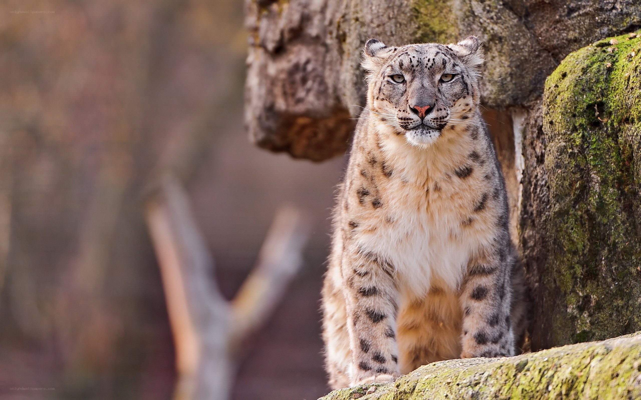 Snow leopard in rocky habitat