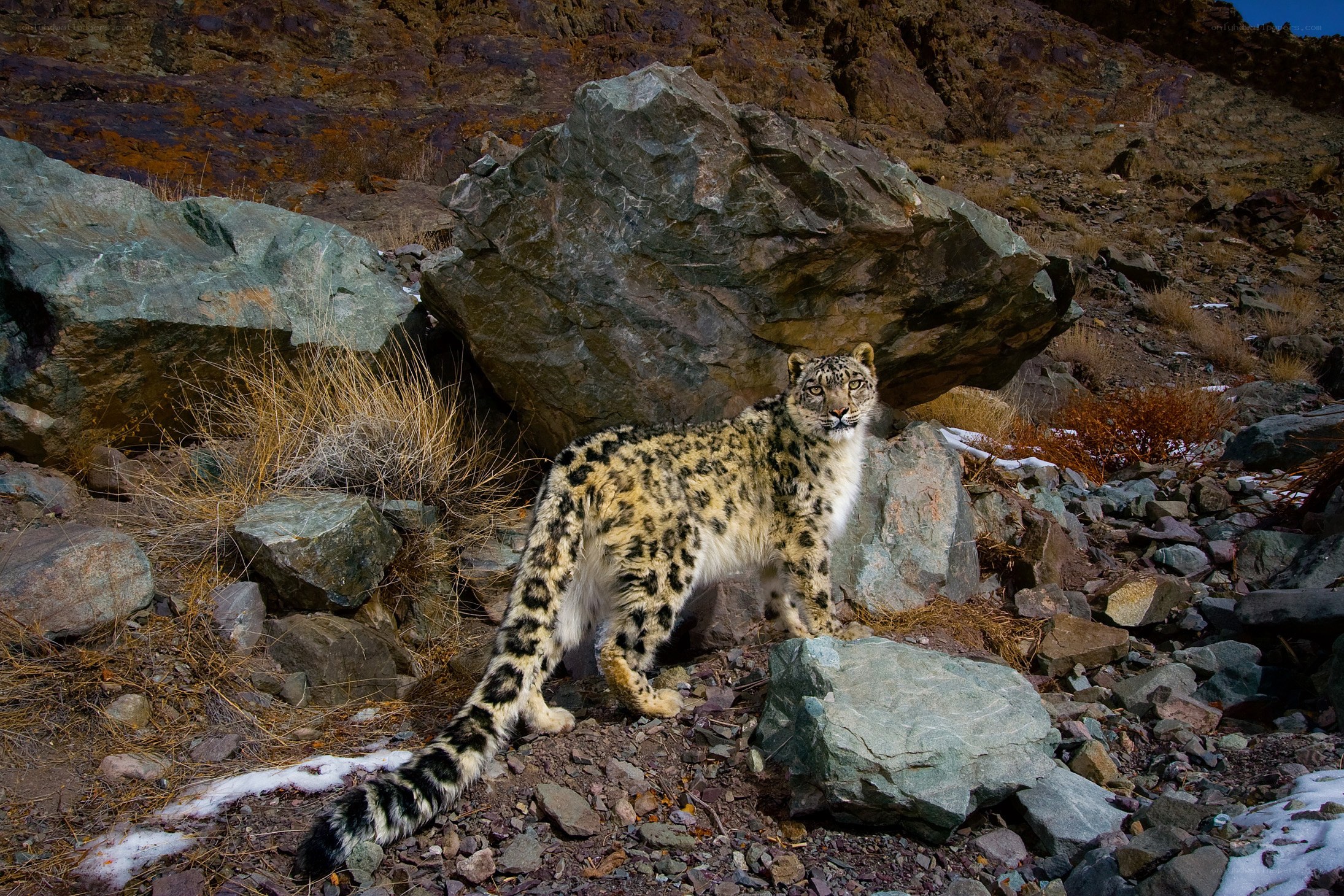 Snow leopard in rocky terrain