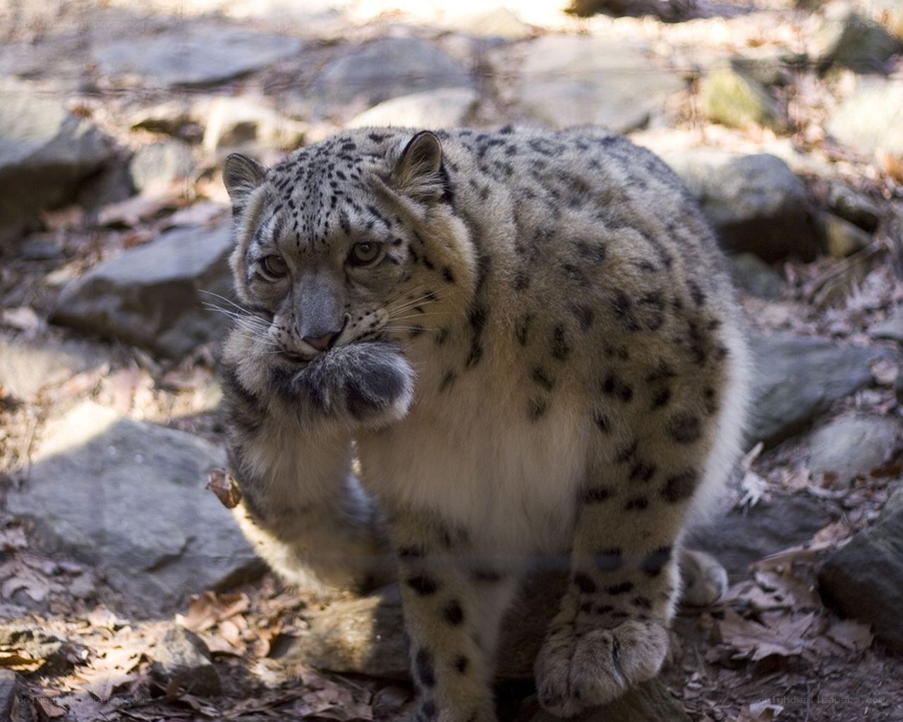 Snow leopard in rocky terrain