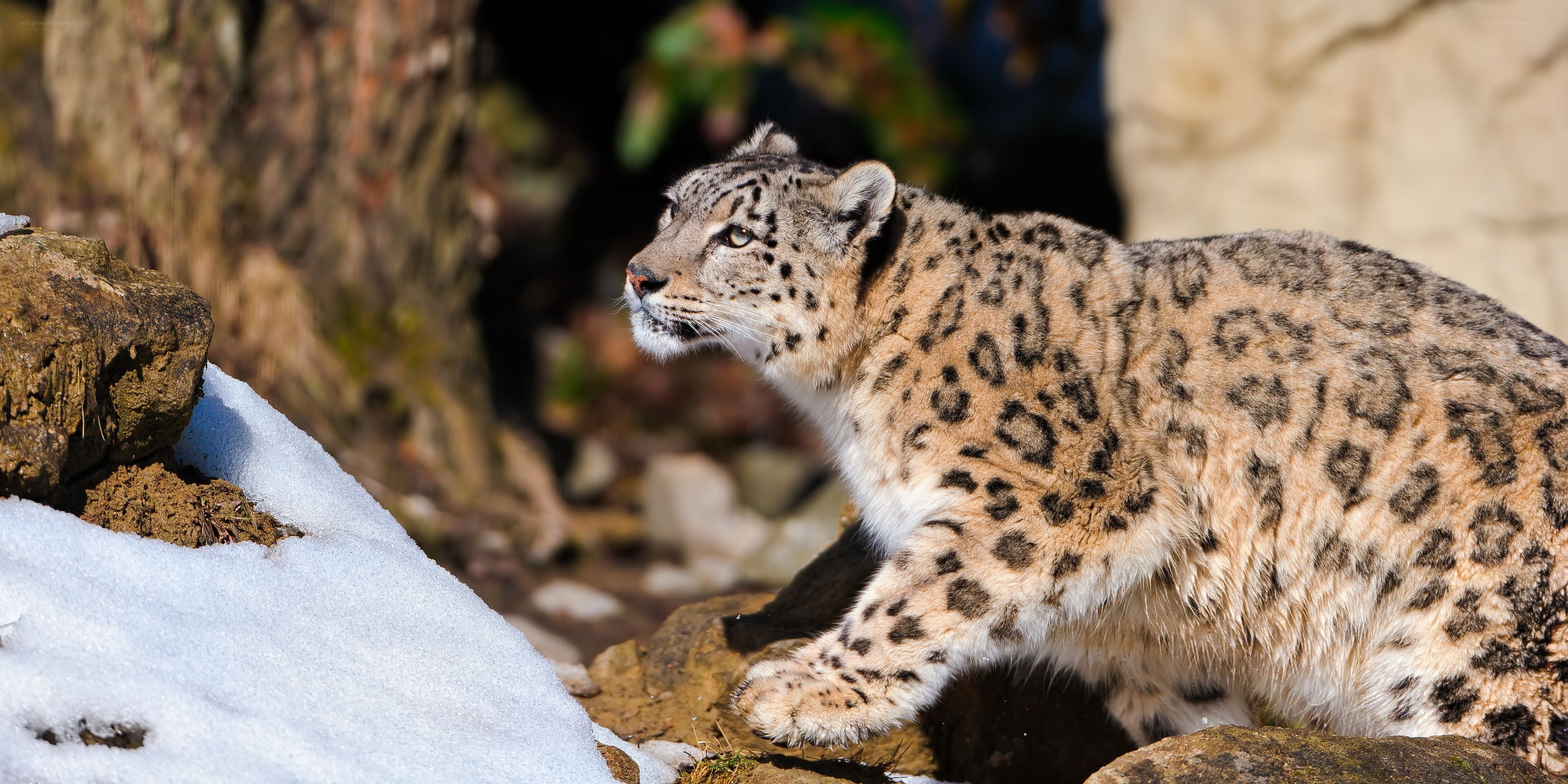 snow leopard in rocky terrain