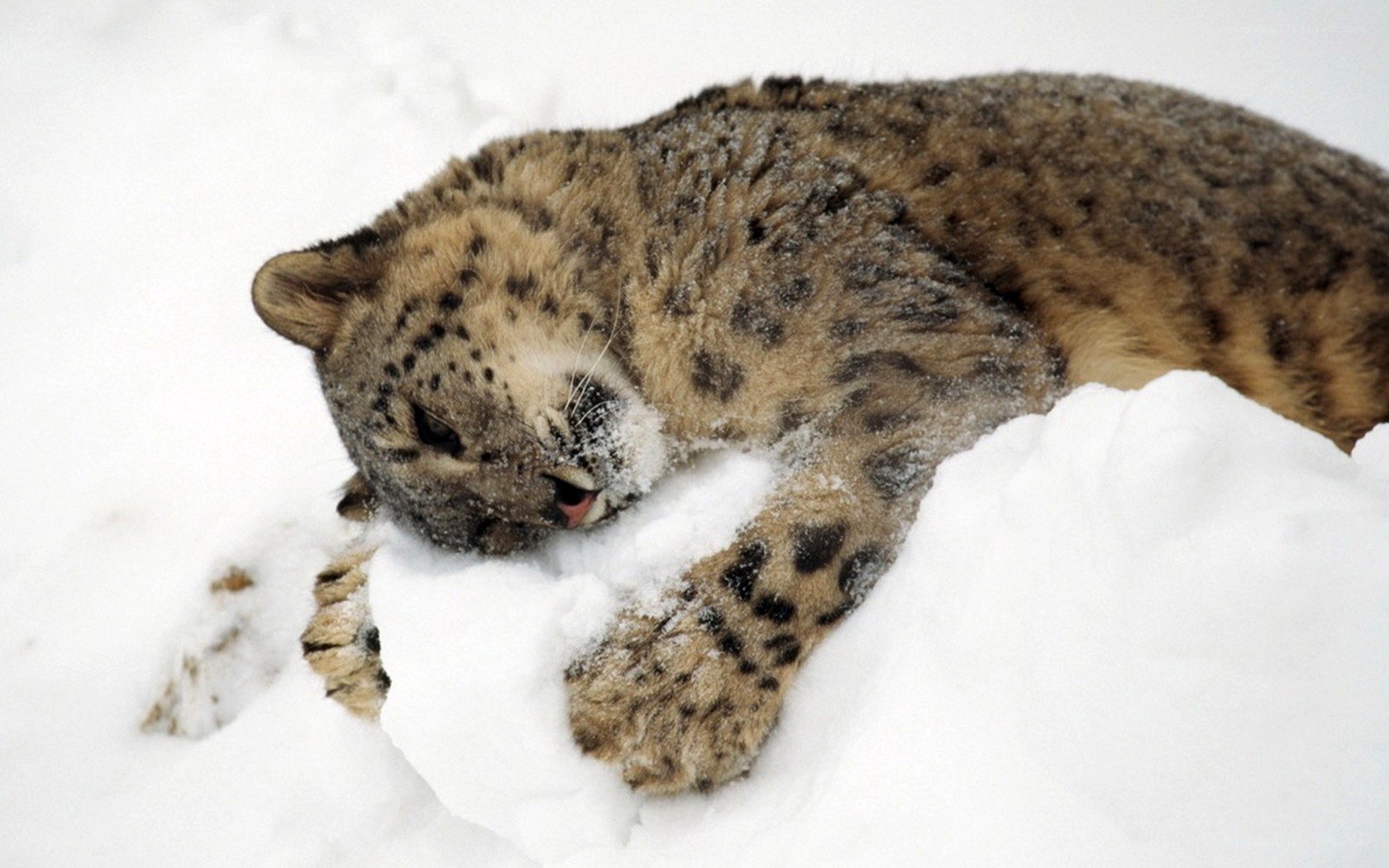snow leopard in snow