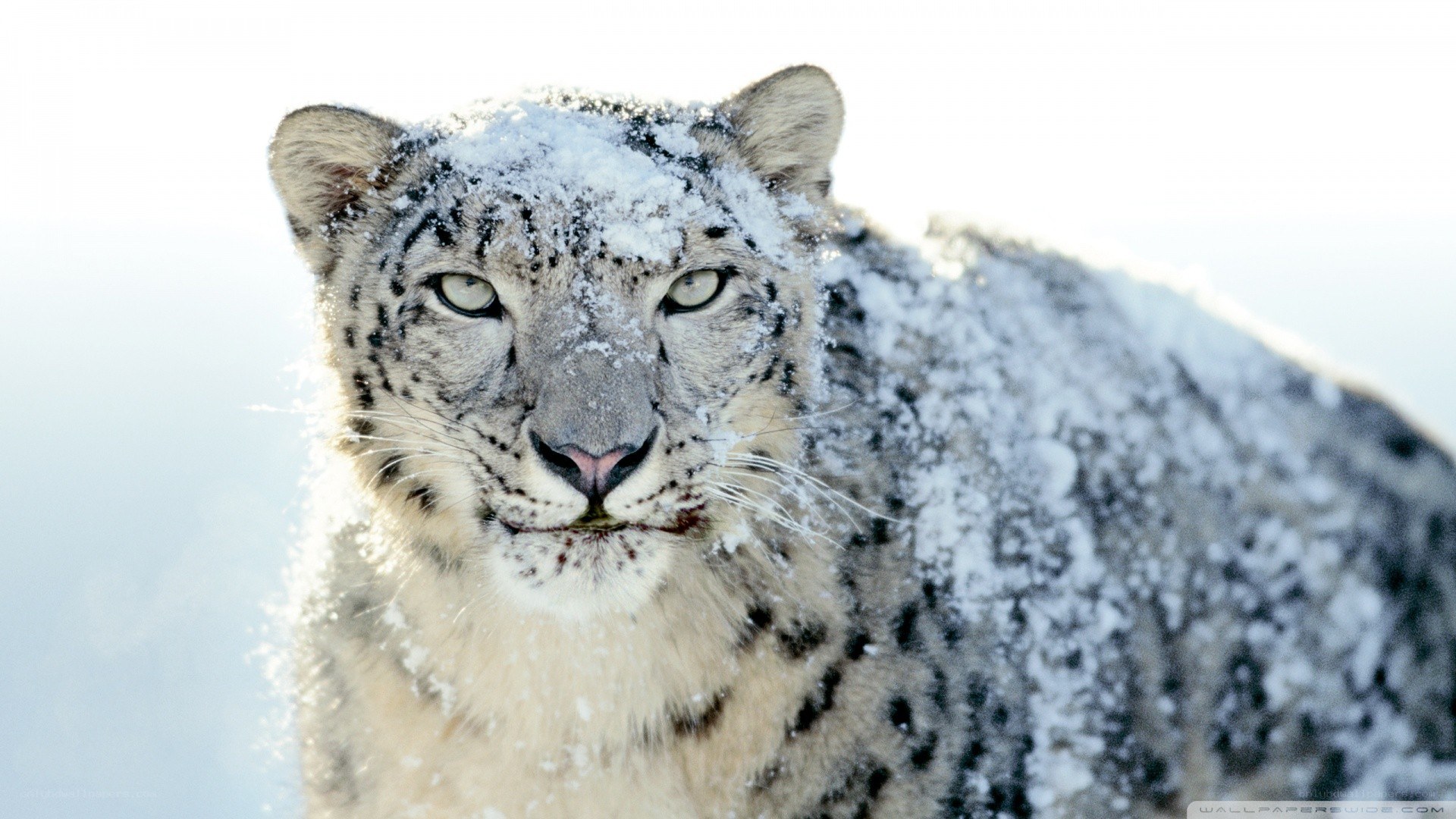 Snow leopard in snow